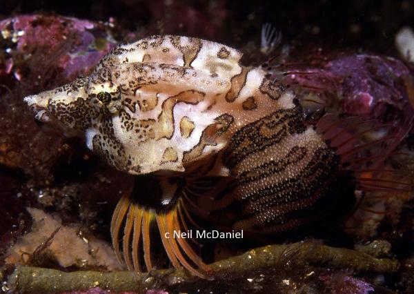 Photo of Rhamphocottus richardsonii by <a href="http://www.seastarsofthepacificnorthwest.info/">Neil McDaniel</a>